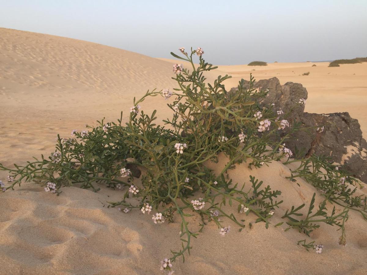 شقة Blue Dream Playa كوراليهو المظهر الخارجي الصورة